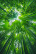 © Damianius - Bamboo Forest In The Form Of A Tourist Photo For Background Created Using Artificial Intelligence