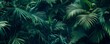 © Denys - Dense green tropical palm leaves filling a panoramic frame with a moody vibe