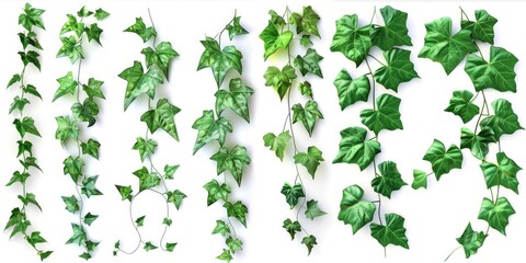 Green ivy hanging from a wall, perfect for home decor projects