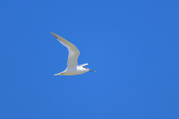 Poster - A sandwich tern in flight blue sky