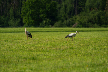 Stork at the green grass and search for food while he gentle walk along the nature