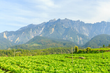 Wall Mural - Kundasang Sabah landscape with cabbage farm and Mount Kinabalu at far background during morning.