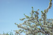 © Mk16.15 - Selective focus of beautiful branches of pink Cherry blossoms on the tree under blue sky Beautiful Sakura flowers during spring season Flora pattern