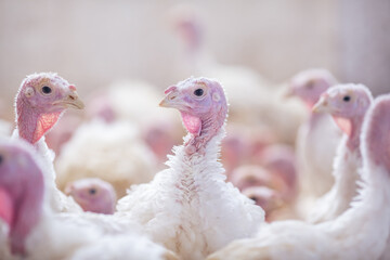 Wall Mural - turkey farm. turkey close-up. turkey rearing concept