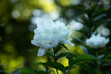 Fototapeta Lawenda - białe piwonie na tle zielonego ogrodu. white peony