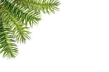 Wall Mural - corner arrangement. green branch of araucaria angustifolia as a frame isolated on white background. 