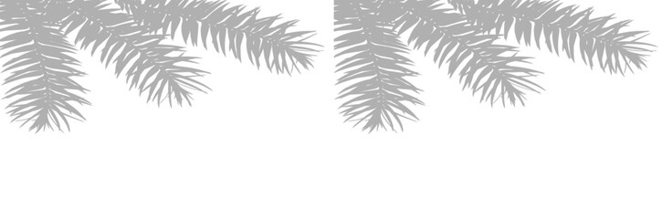 Wall Mural - leaf shadow overlay on white background. shadows from branch of araucaria angustifolia as a frame. o
