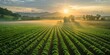 © G.Go - An aerial view of a sprawling organic vegetable farm at sunrise.
