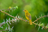 Fototapeta  - Africa, Kenya; Holub's golden weaver bird.