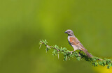 Fototapeta  - Africa-Kenya; Southern grey-headed sparrow on tree branch in its natural environment.