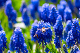 Fototapeta Pomosty - Grape hyacinths and honey bees. Spring background photo