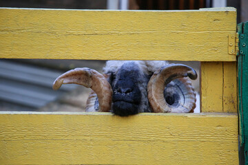 Funny ram with curly horns looking at the camera through the yellow wooden fence on the farm