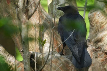 Poster - crow in a field