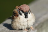 Fototapeta  - eurasian tree sparrow in a field