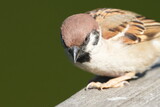 Fototapeta  - eurasian tree sparrow in a field