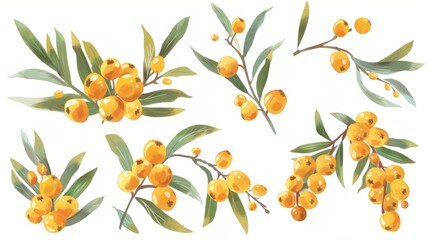 Seabuckthorn, ripe yellow berries and green leaves, set isolated on white background. Collection of juicy seabuckthorn fruit, design element for packaging cosmetics, foods, teas and medicine.