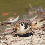 Fototapeta  - eurasian tree sparrow in a field