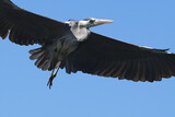 Fototapeta  - grey heron in flight
