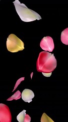 Wall Mural - Blooming Colorful Rose Flower Petals - Windy Flying Fall Loop - Alpha Channel - Vertical realistic 3D animation isolated on transparent background