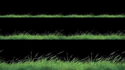 Wall Mural - grass wind noise loop and continue copy place on alpha channel. element footage place on footage or 