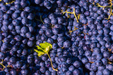 Fototapeta Pomosty - Vegan foods concept. Ripe blue grapes in full frame view