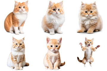 Canvas Print - A set of six different pictures showing kittens in various poses, PNG with transparent background, AI