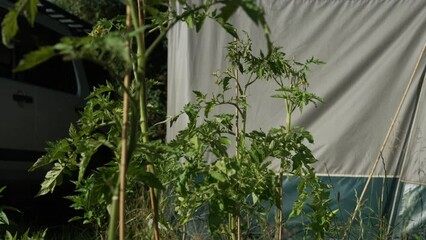 Wall Mural - Closeup footage of the green plants growing in pots beside a camping tent on a sunny day