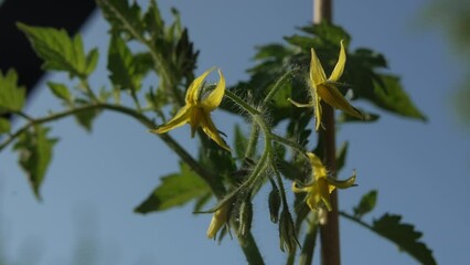 Wall Mural - Closeup footage of a blooming yellow flowers of a green plant against blue sky on a sunny day