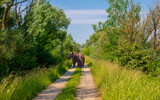 Fototapeta  - A big brown bear on a dirt road between trees. An Ursus arctos on a lane in the countryside