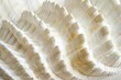 © Ева Поликарпова - A detailed close up of a white shell on a table. Ideal for beach-themed designs