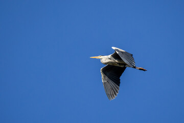 Grey heron flying over water