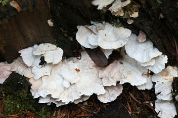 Wall Mural - Postia floriformis, a polypore growing on spruce stump in Finland, no common English name