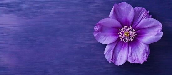 Wall Mural - top down view of an artistic ink background showcasing a stunning purple buttercup flower providing 