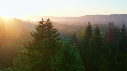 Wall Mural - Drone footage of an evergreen trees in a forest with sunset scene over green hills in the background