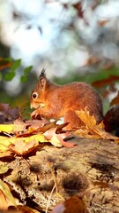 Wall Mural - Vertical footage of a red squirrel sitting on a tree branch eating nuts on a sunny day