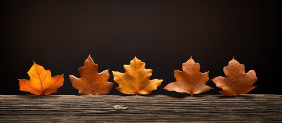 Wall Mural - A row of autumn oak leaves on a dark wooden table providing a copy space image