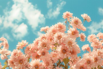 Sticker - Delicate pink flowers in full bloom with a vivid blue sky as the backdrop