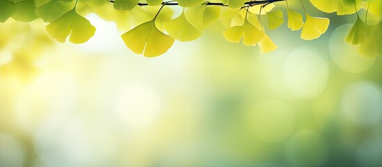 Wall Mural - A vibrant bokeh background highlights the young ginkgo leaves in the foreground creating an eye catching copy space image