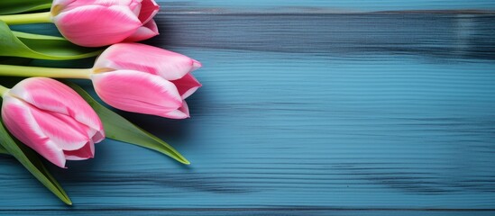 A blue wooden background showcasing two pink Tulips providing ample space for additional images or text