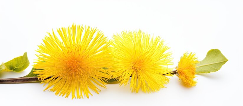 A stunning yellow coltsfoot flower displayed as a copy space image against a pure white background