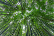 © Wirestock - Low-angle shot of bamboo trees at Boseong tea plantation.