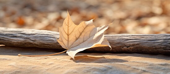 Wall Mural - dry sycamore tree leaf on the ground. copy space available