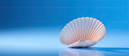 Poster - beautiful seashell on blue background. copy space available