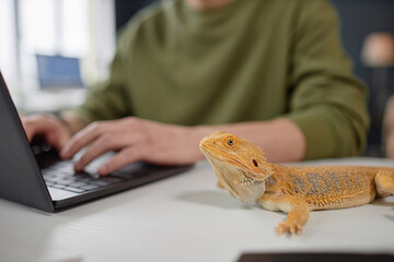 Side view close up of yellow pet iguana sitting on desk with unrecognizable man working copy space