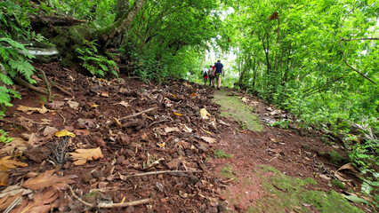 A group of tourists walking through the forest