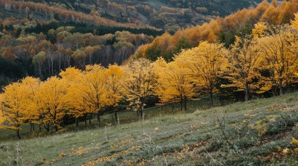 Sticker - Ginkgo tree leaves change to yellow in the fall on the hillside