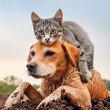 cat and dog.cat cuddling on top of a dog in the mud, with both animals covered in patches of dirt.