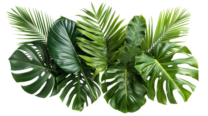 beautiful composition with fern and other tropical leaves on white background. banner design