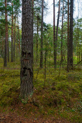 Wall Mural - A tranquil forest scene featuring tall pine trees with lush green underbrush. The main focus is a unique tree trunk that naturally resembles a human face, adding a touch of mystery and wonder to the