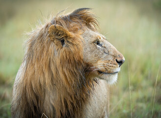 here is one example of many animals i photographed in kenya. this photo was specifically taken in th